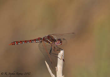 Sympetrum corruptum, male